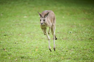 Western grey kangaroo (Macropus fuliginosus) running on a meadow, captive, Germany, Europe