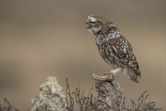 Little owl (Athene noctua), calling on root, Castilla-La Mancha, Spain, Europe