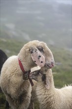 Mother with young, white domestic sheep on an alpine meadow, Berliner Hoehenweg, Zillertal Alps,