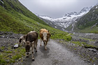 Cows on the alpine meadow, Schlegeisgrund valley, glaciated mountain peaks Hoher Weiszint and