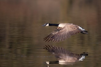 A Canada goose in flight, Lake Kemnader, Ruhr area, North Rhine-Westphalia, Germany, Europe