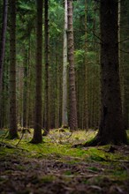 Play of light and shadow between the tree trunks of a forest, Unterhaugstett, Black Forest,
