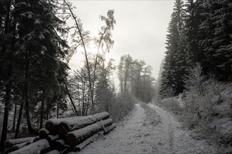 Winter landscape, forest, snow, fog, sun, Radenthein, Carinthia