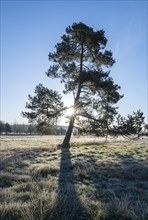 Scots pine (Pinus sylvestris), standing in a meadow, backlit with sunstar, Lower Saxony, Germany,