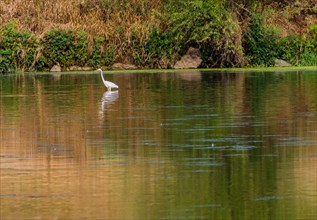 White little egret standing in shallow river looking for food