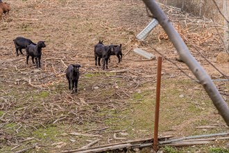Black Bengal goat looks toward camera as rest of herd graze in field