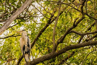 Gray heron perched on a tree branch with green foliage in the background