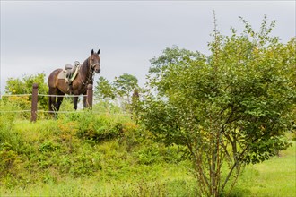 Brown adult horse wearing saddle and bridle standing in field behind rope fence in countryside