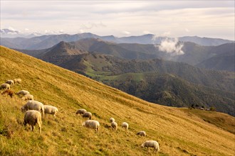 View over Beautiful Mountainscape with Clouds and Sheep in a Sunny Day From Monte Generoso, Ticino,