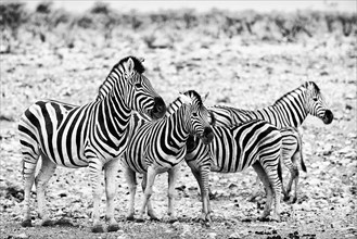 Plains zebra (Equus quagga), wild, free living, safari, ungulate, herd, group, animal, black and
