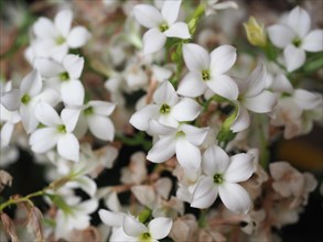 Kalanchoe (Saxifragales Crassulaceae) plant white flower
