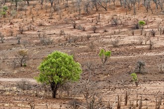 Single green trees in the dry landscape, climate change, dry, aridity, climate, vegetation,