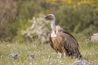 Griffon vulture (Gyps fulvus), on the ground, Castilla y Leon province, Picos de Europa, Spain,