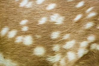 Sika deer (Cervus nippon) fur, detail, Bavaria, Germany, Europe