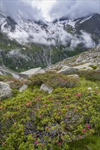 Cloudy mountain landscape with blooming alpine roses, view of rocky and glaciated mountains with