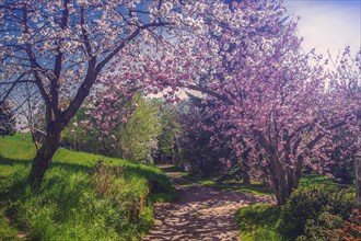 A picturesque spring path surrounded by blossoming trees with pink flowers under a sunny sky,