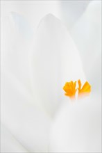 Crocuses (Crocus), minimalist close-up, macro shot of a pure white flower with a bright yellow