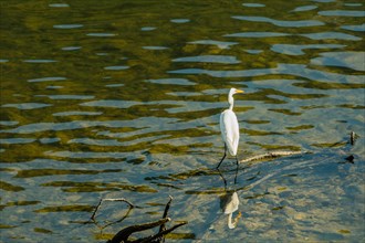 Great white egret standing on tree branch in shallow water looking for fish to eat