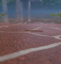 Earthworm crawling on red brick boat ramp with river covered with fog blurred out in background