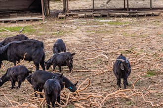 Horned black Bengal goat keeps watch as rest of herd grazes in field littered with broken tree