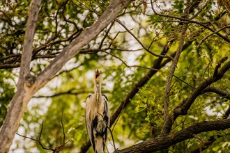 Gray heron perched on a tree branch with green foliage in the background