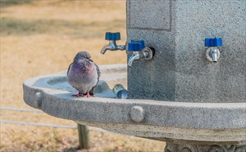 Pigeons sitting on a concrete water fountain with blue handle on chrome faucets and a can in the