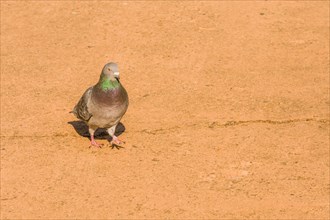 Single grey rock pigeon with rings of green and maroon on it neck standing on paved walkway on