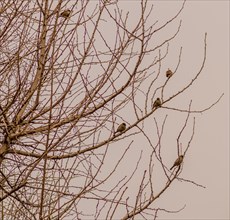Flock of sparrows sitting in a leafless tree with a dull gray sky in the background