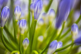 Blue flowers of an ornamental lily (Agapanthus), Capolieveri, Elba, Tuscan Archipelago, Tuscany,