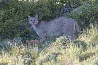 Cougar (Cougar concolor), silver lion, mountain lion, cougar, panther, small cat, eats prey, blood,