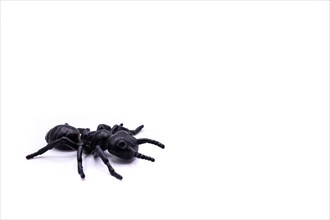 A black plastic spider on isolated background, Top view of a plastic spider on white background
