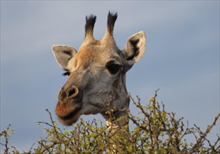 Angolan giraffe (Giraffa angolensis), animal, ungulate, head, head portrait, eats, eating, travel,
