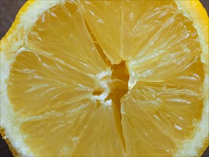 Lemon fruit slice
