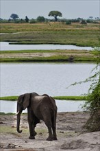 Walking elephant (Loxodonta africana), safari, wildlife watching, steppe, river, wildlife, Chobe