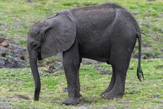 Eating young elephant (Loxodonta africana), elephant calf, calf, eating, food, nutrition, sideways,