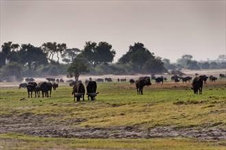 Herd of african buffalo (Syncerus caffer), aggressive, landscape, safari, free-living, wilderness,