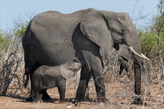 Elephant mother with calf (Loxodonta africana), elephant, mother, child, suckling, motherly love,
