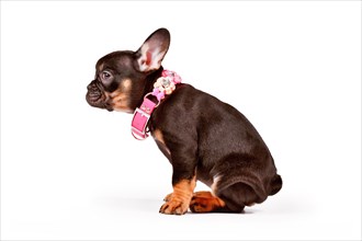 Cute Tan French Bulldog dog puppy with pink collar on white background