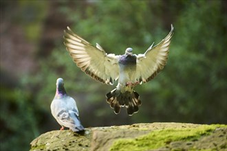 Feral pigeon (Columba livia domestica) landing on a rock, flying, Bavaria, Germany Europe