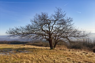 Single bare oak tree (Quercus), solitary oak on a mountain top, walker, sunny winter weather,