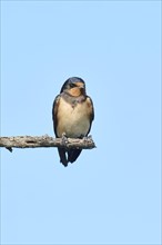 Barn swallow (Hirundo rustica) youngster sitting on a branch, Camargue, France, Europe