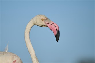 Greater Flamingo (Phoenicopterus roseus) portrait against the sky, Parc Naturel Regional de