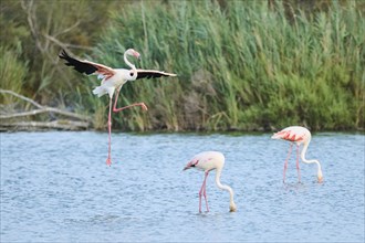 Greater Flamingo (Phoenicopterus roseus) landing in the water, flying, Parc Naturel Regional de