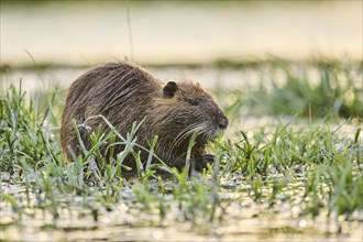 Muskrat (Ondatra zibethicus) eating grass at the edge of the water at sunset, Camargue, France,