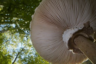 Parasol mushroom (Macrolepiota procera) (common giant umbrella mushroom) from below, lamellae,