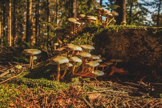 A cluster of mushrooms on a moss-covered tree root in a sunlit autumn forest, Wuppertal Vohwinkel,