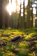 A single pine cone lies on the mossy ground of a sunny forest, Unterhaugstett, Black Forest,