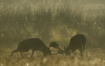 Fallow deer (Cervus dama), male, rutting, fighting, Hesse, Germany, Europe