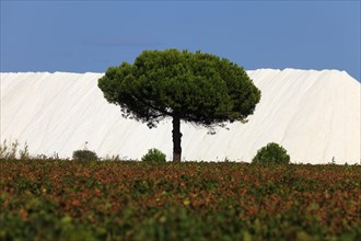 Salins du Midi, Gard, Petite Camargue, Provence, France, Europe