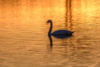 Mute swan (Cygnus olor) silhouette in the water at sunset. Bas-Rhin, Alsace, Grand Est, France,